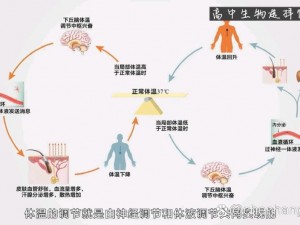 天气寒冷对人体的体温影响：探究低温环境下人体体温变化机制及其生理适应机制的研究