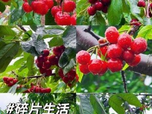 樱桃视频进入窗口(如何进入樱桃视频窗口？)