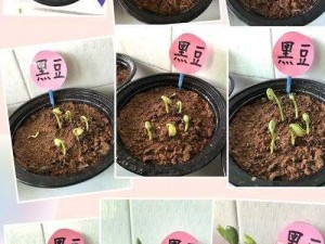 口袋植物成长宝典：详解植物养成攻略与实践方法