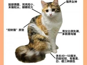 为什么三花猫在家庭宠物中养的人寥寥无几？