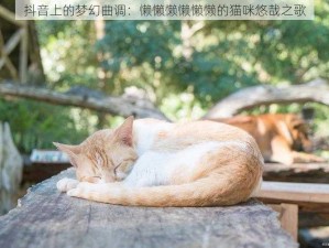 抖音上的梦幻曲调：懒懒懒懒懒懒的猫咪悠哉之歌