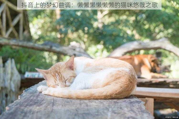 抖音上的梦幻曲调：懒懒懒懒懒懒的猫咪悠哉之歌