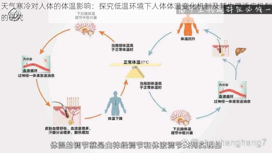 天气寒冷对人体的体温影响：探究低温环境下人体体温变化机制及其生理适应机制的研究