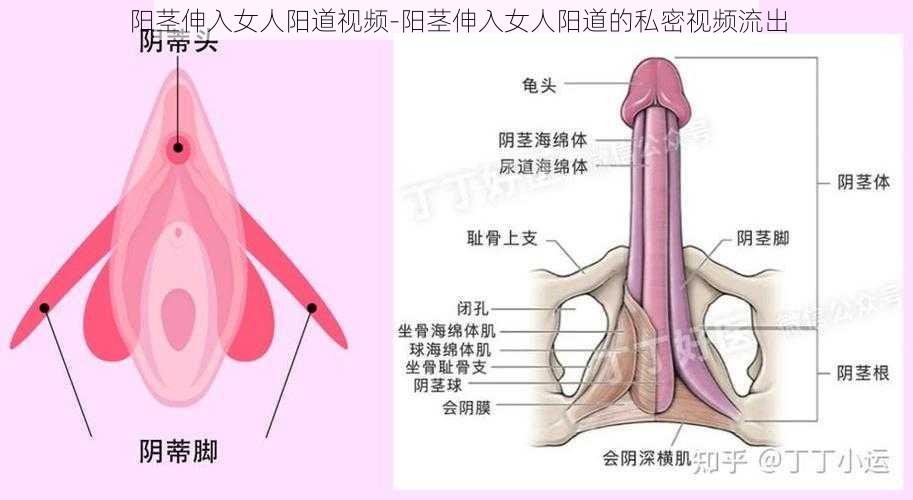 阳茎伸入女人阳道视频-阳茎伸入女人阳道的私密视频流出