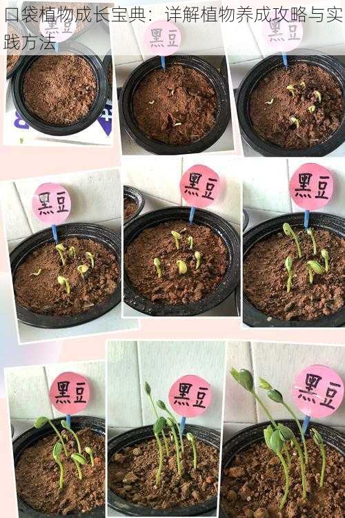 口袋植物成长宝典：详解植物养成攻略与实践方法